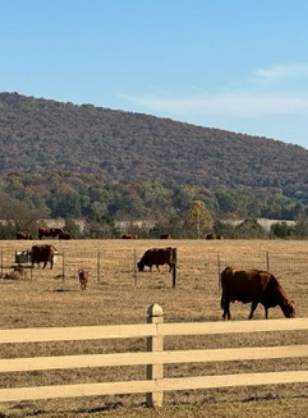 cows at Jones Valley farm