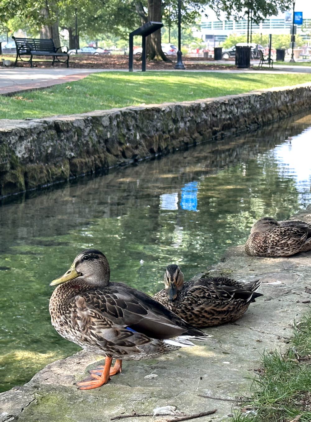 ducks at park